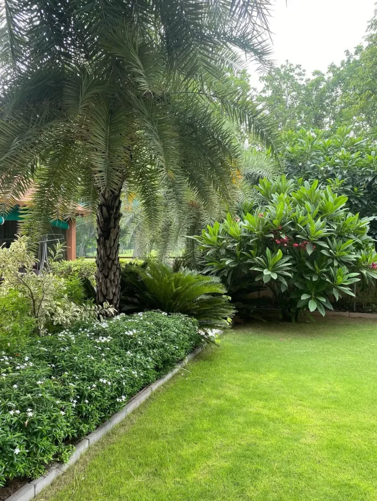 9. cycas species plumeria rubra small spaces garden