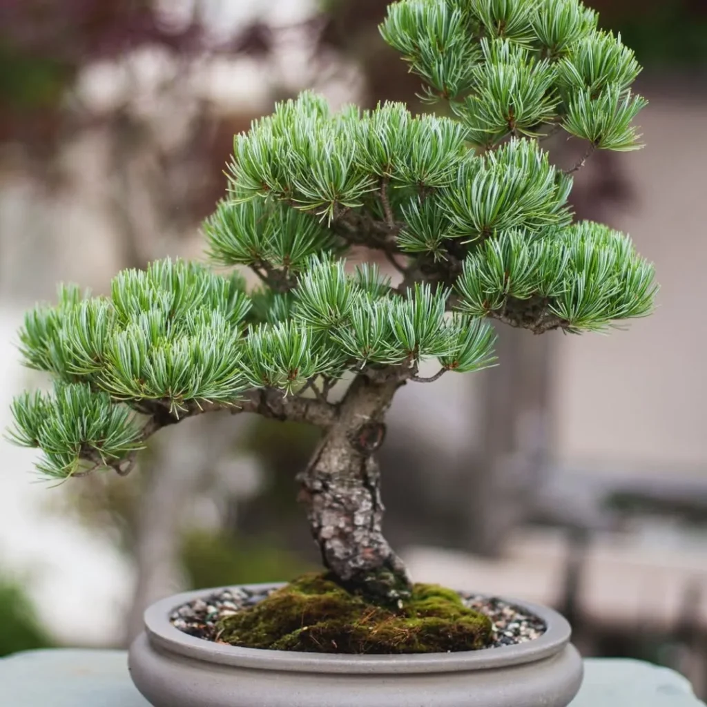 artificial bonsai tree plant