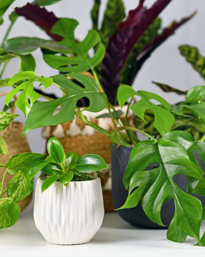 artificial monstera plant