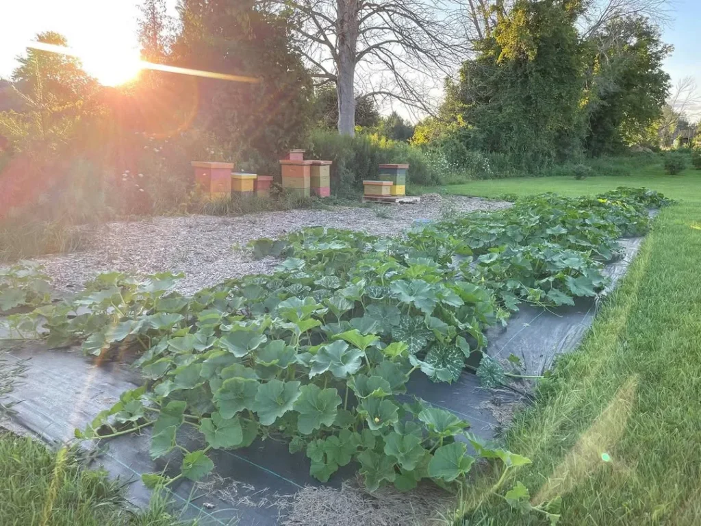backyard pumkin garden