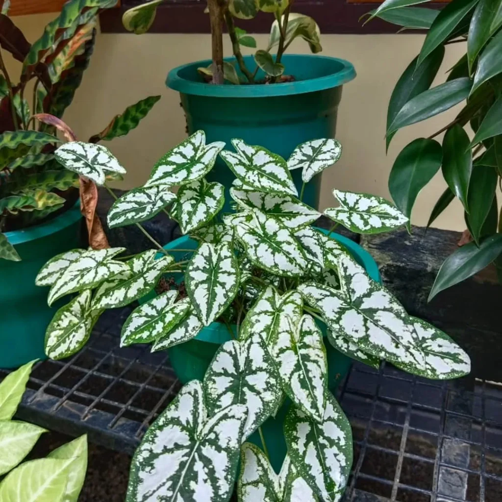 caladium outdoor plant