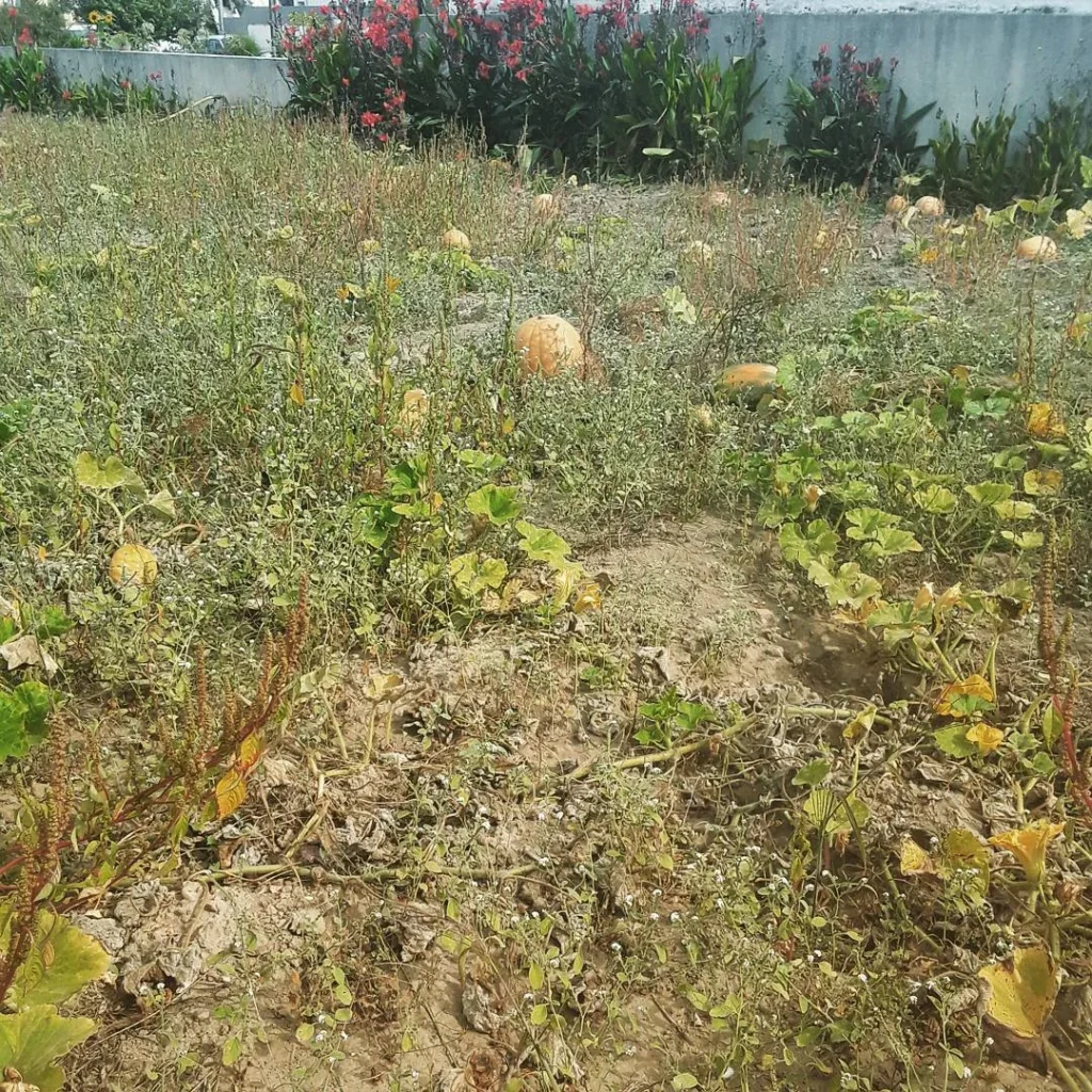 charming pumkin valley