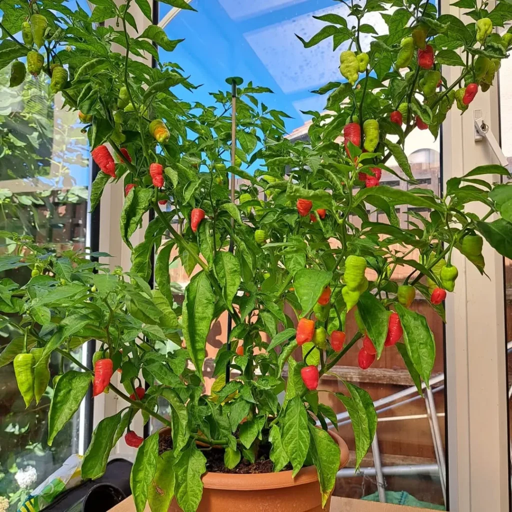 chilli plant