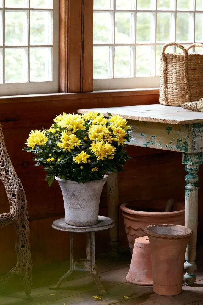 chrysanthemum outdoor plant