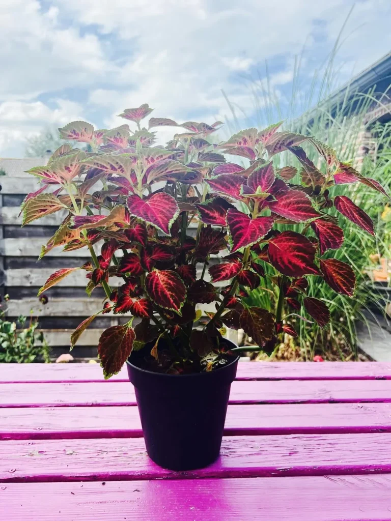 coleus outdoor plant