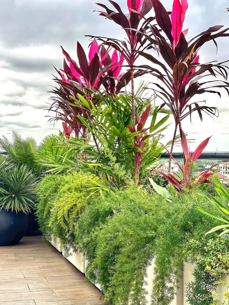 cordyline fruticosa outdoor plant