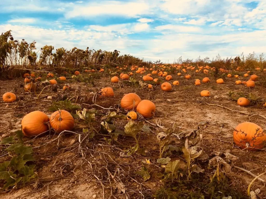 cozy pumpkin garden
