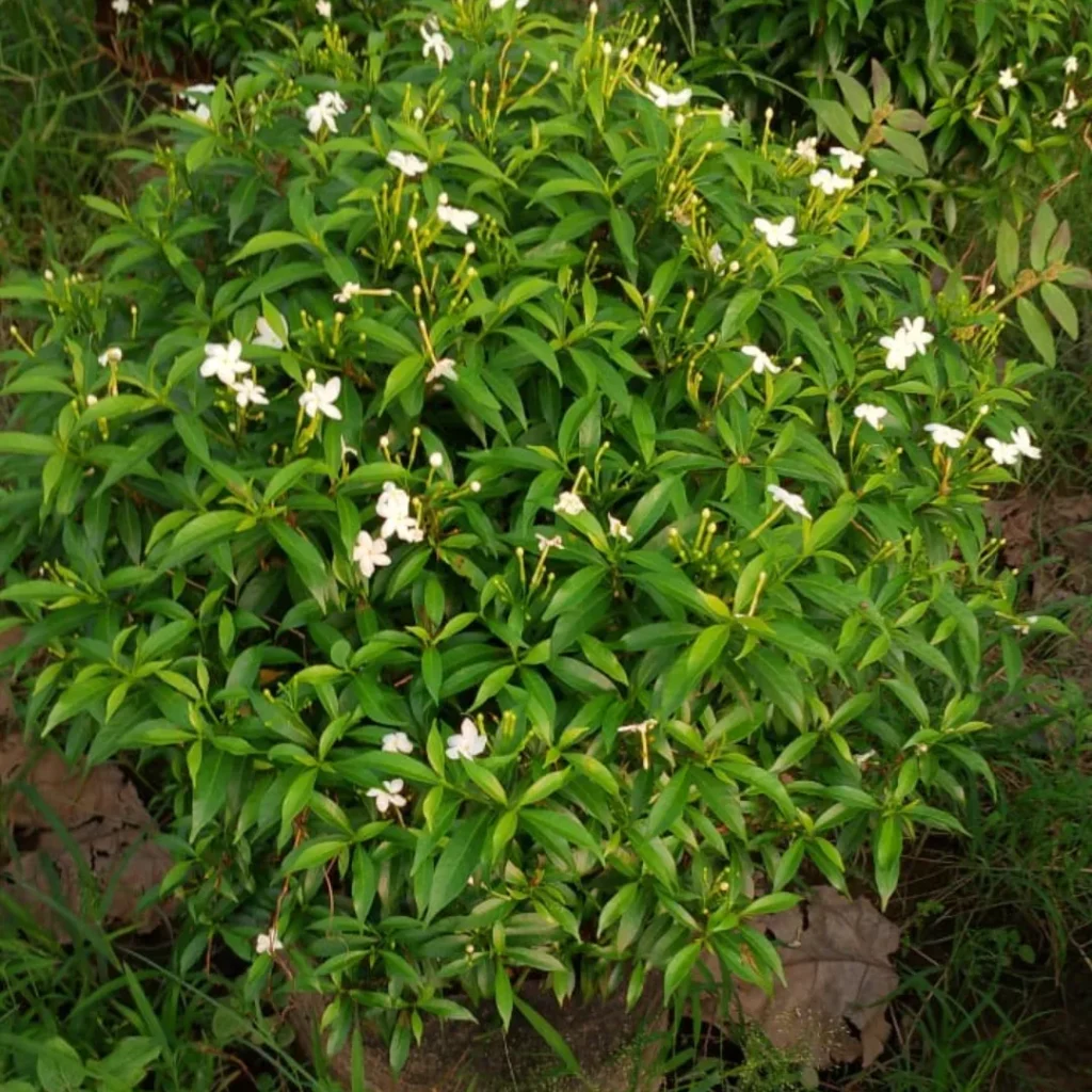 crape jasmine outdoor plant