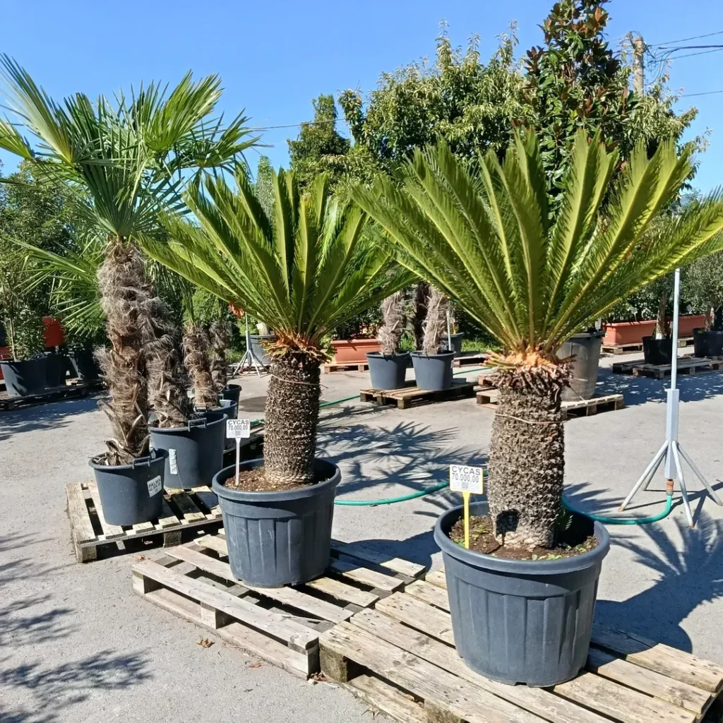 cycas revoluta outdoor plant