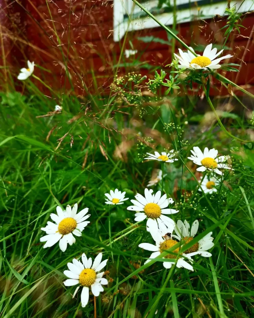daisy garden flower
