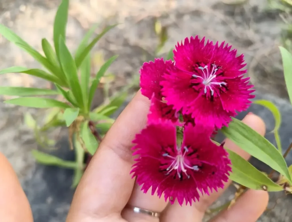 dianthus garden flower