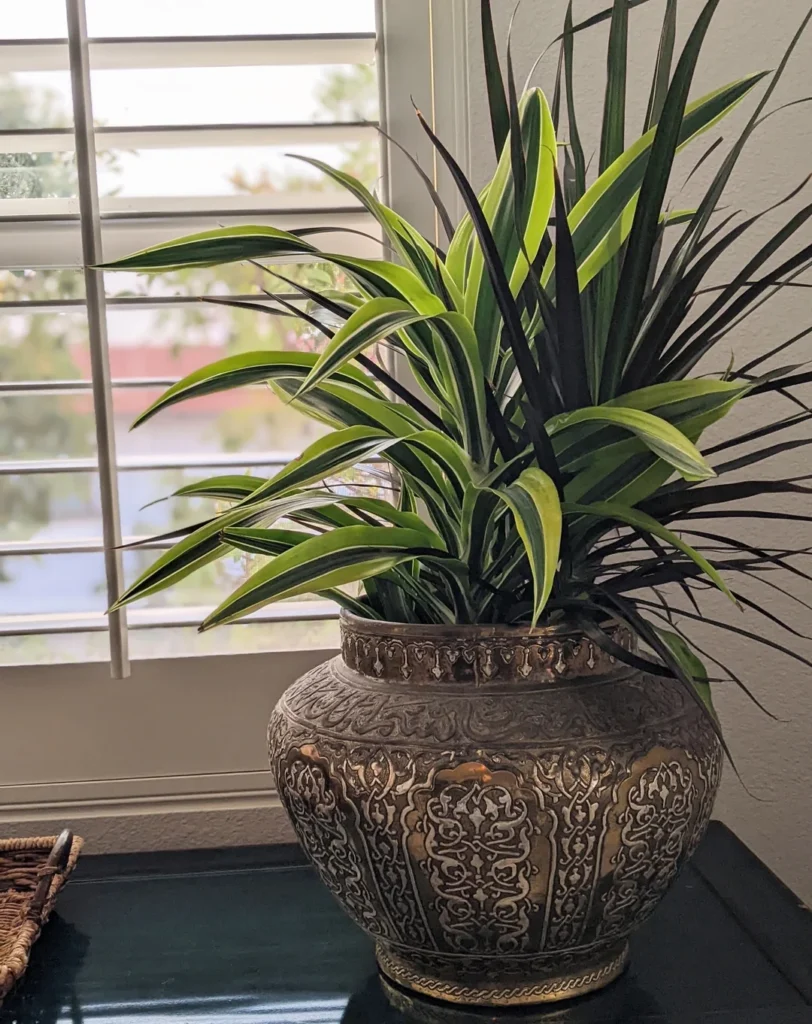 eucalyptus faux plants