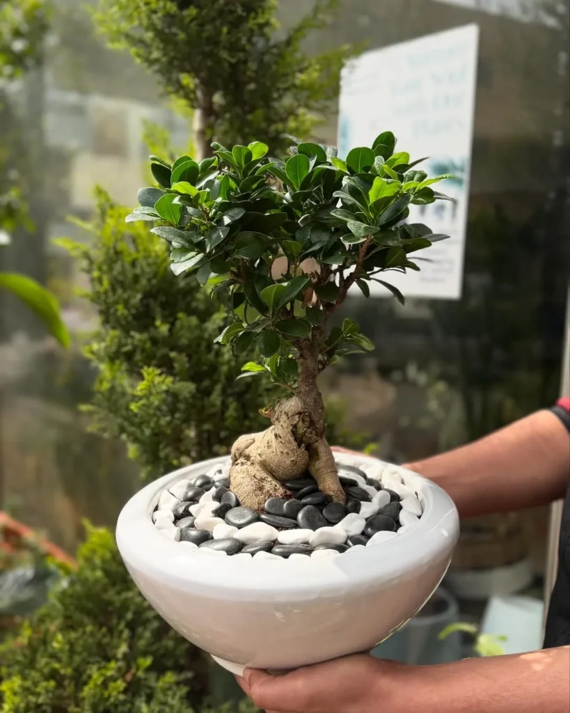 eucalyptus stems potted plant