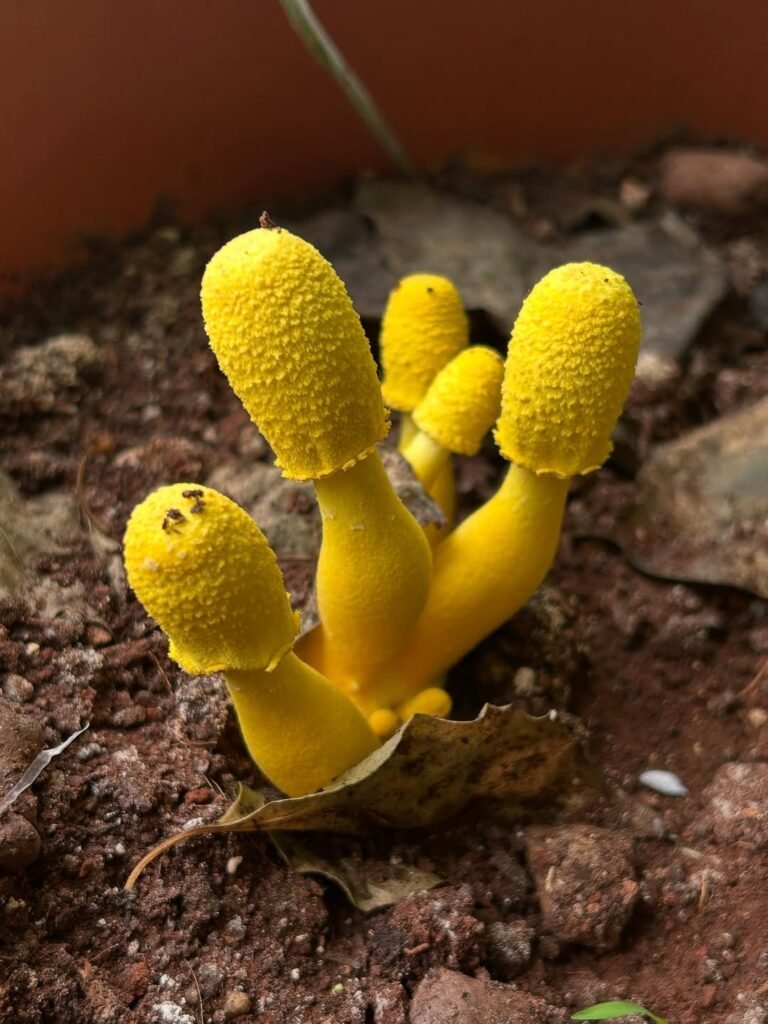 yellow mushroom home garden