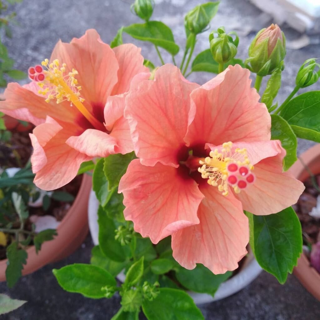 garden flowers. #gardenflowers🌱🌻🌱 #garden #lovegardening #homegarden #homegardenflowers #home