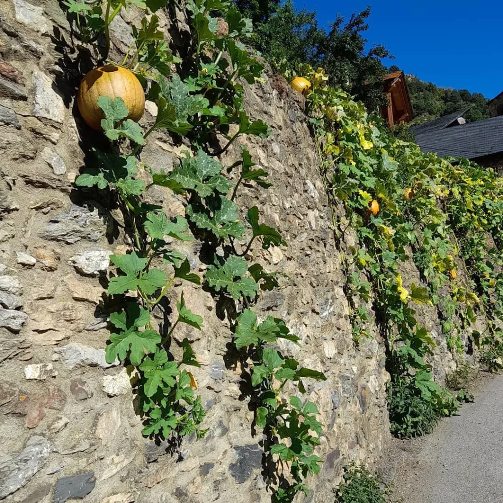 gourd all wonders garden
