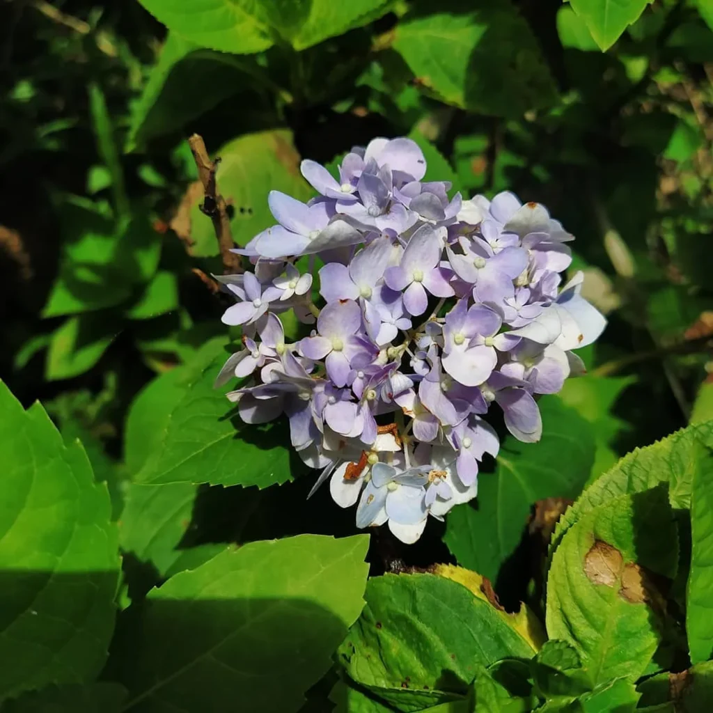 hydrangea garden flower