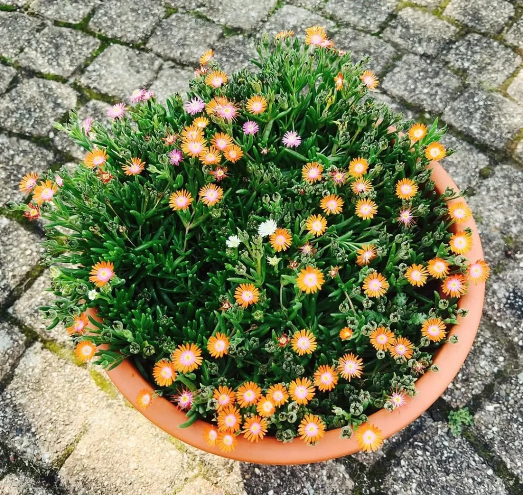 ice plant outdoor plant