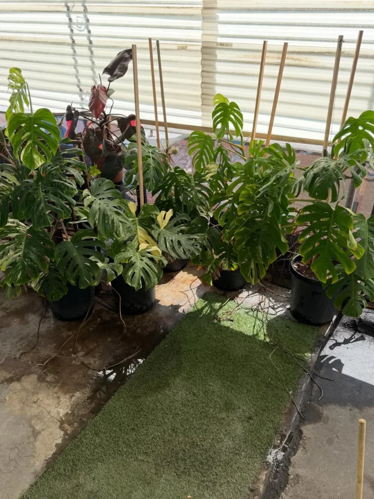 monstera outdoor plant