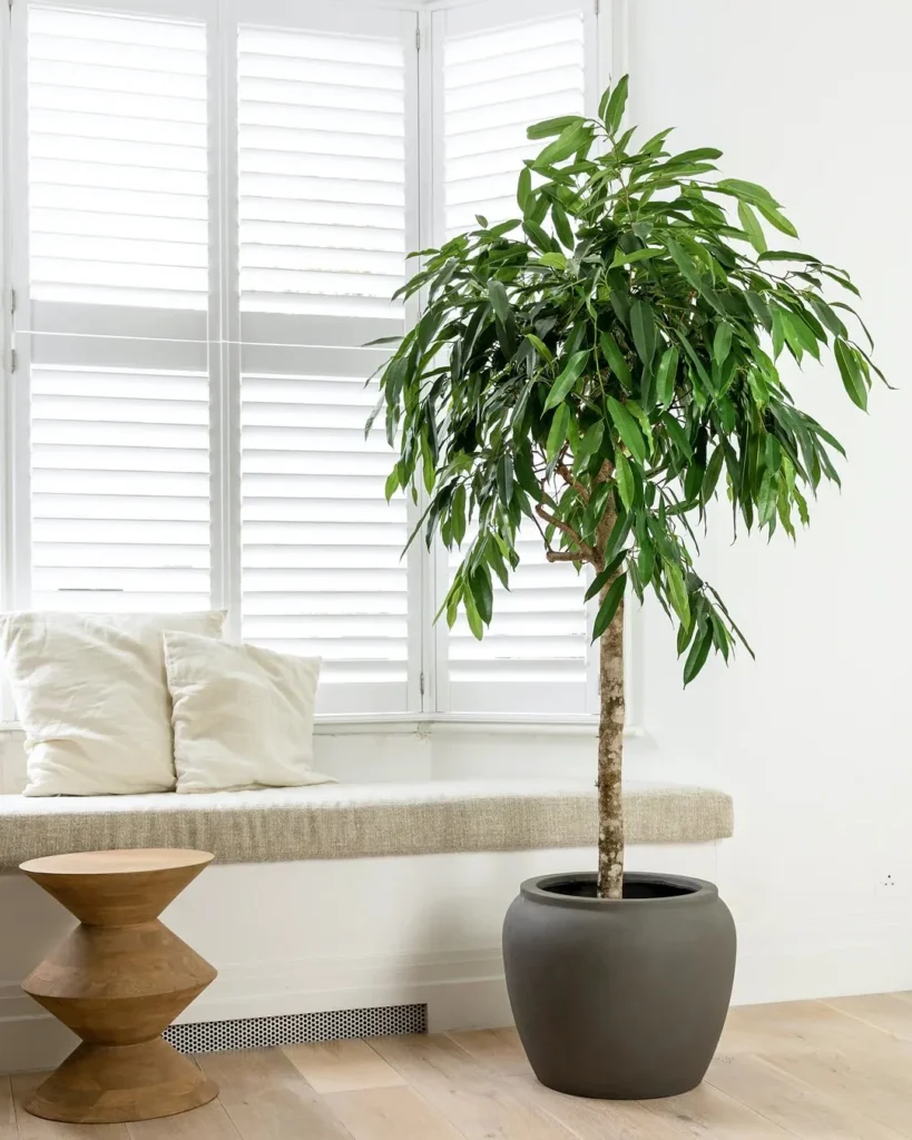 narrow leaf fig tree outdoor plant