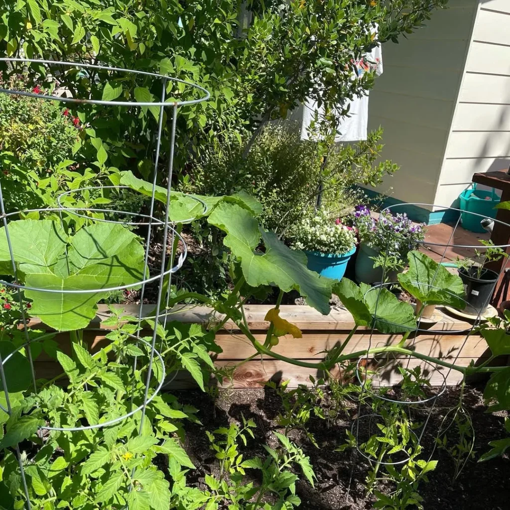 organic pumpkin garden