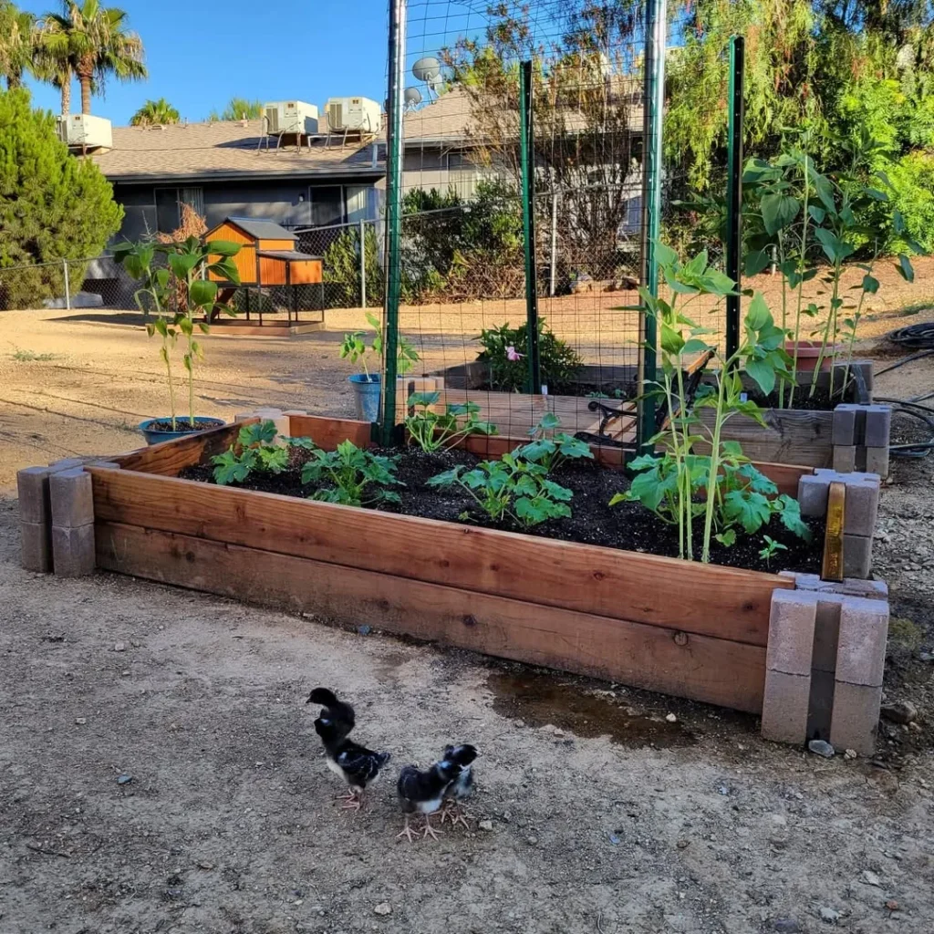 pallet pumpkin garden