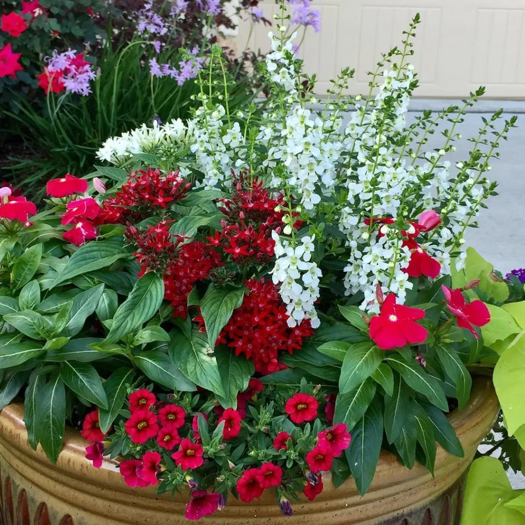 pentas lanceolata garden flower