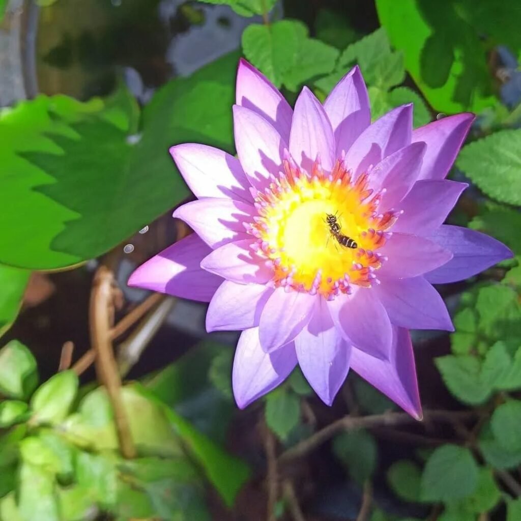purple water lily morning sight 💜#homegardenflowers #waterlily #purplelily #bliss #backyardf