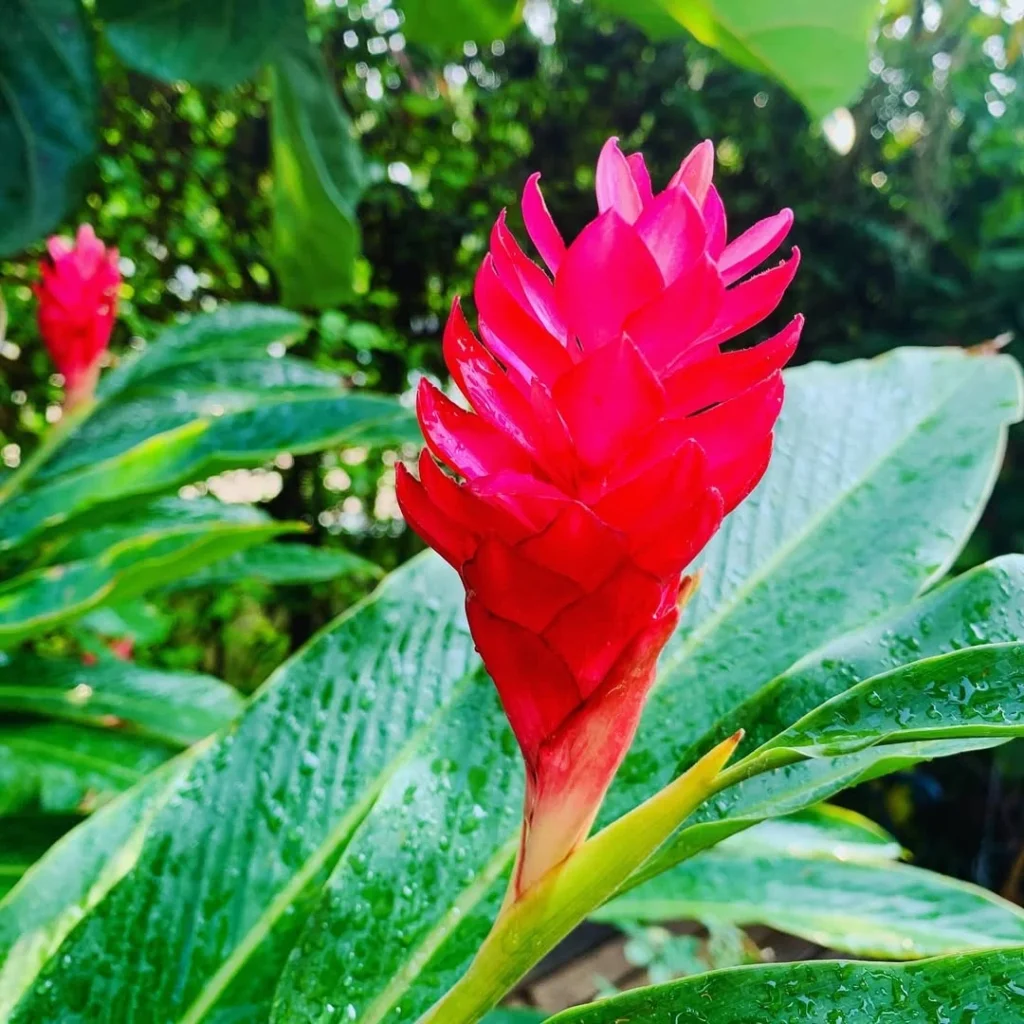 red ginger garden flower