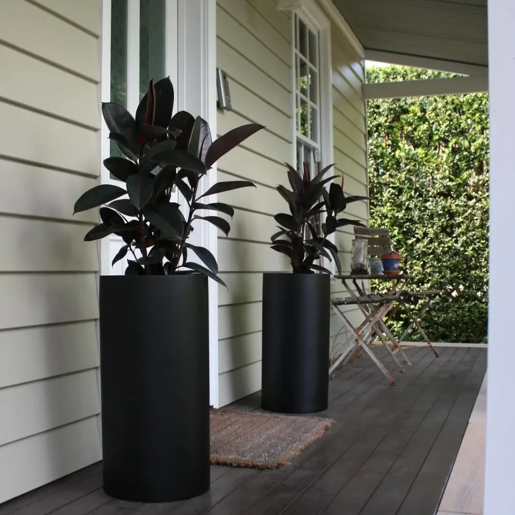 rubber plant outdoor plant