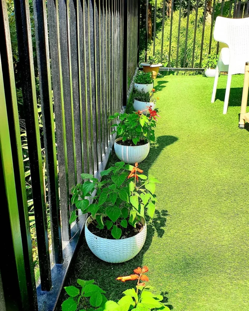 salvia elegans garden flower