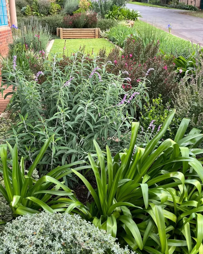 salvia plant small spaces garden