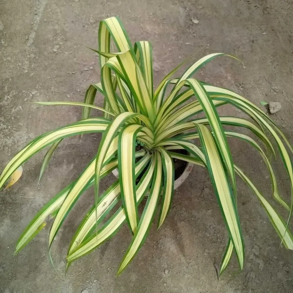 spider plant outdoor plant