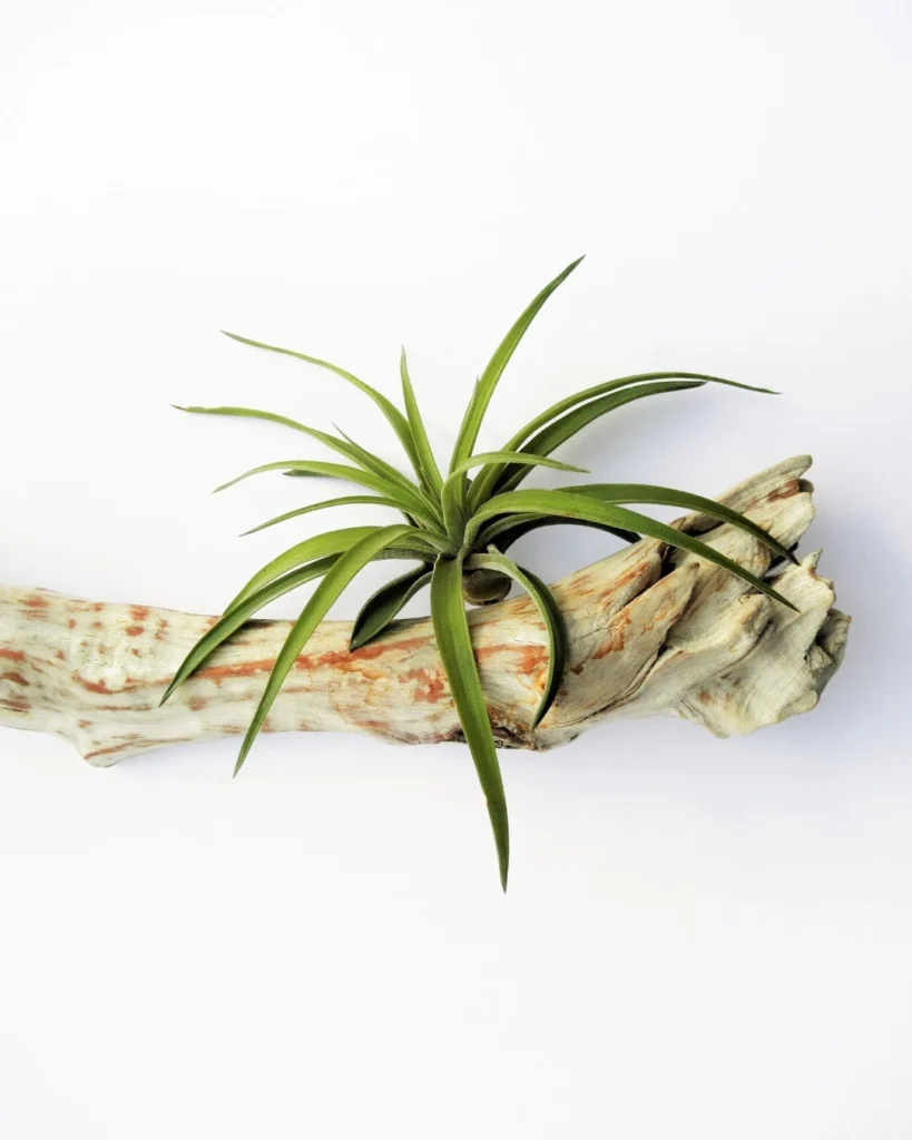 succulent potted plants