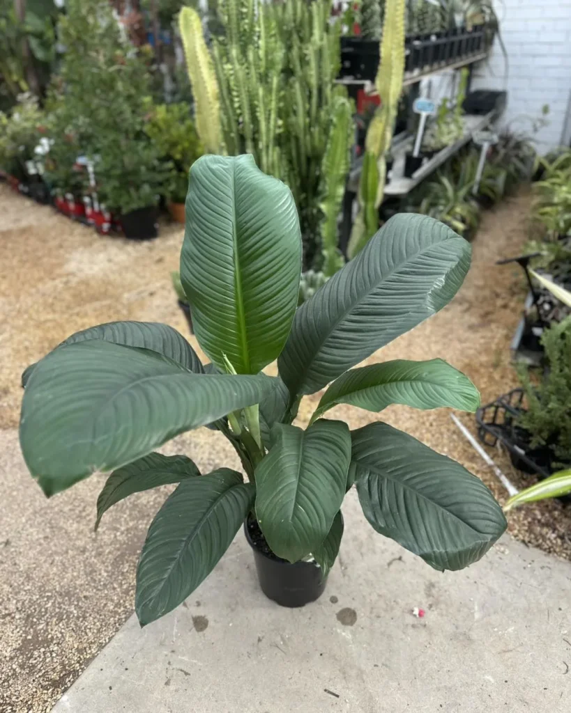 tropical plants indoor