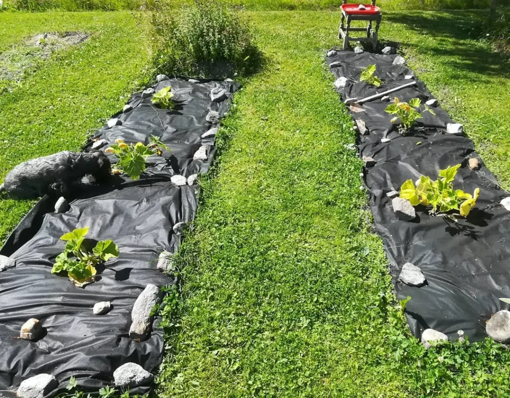 twilight pumkin garden
