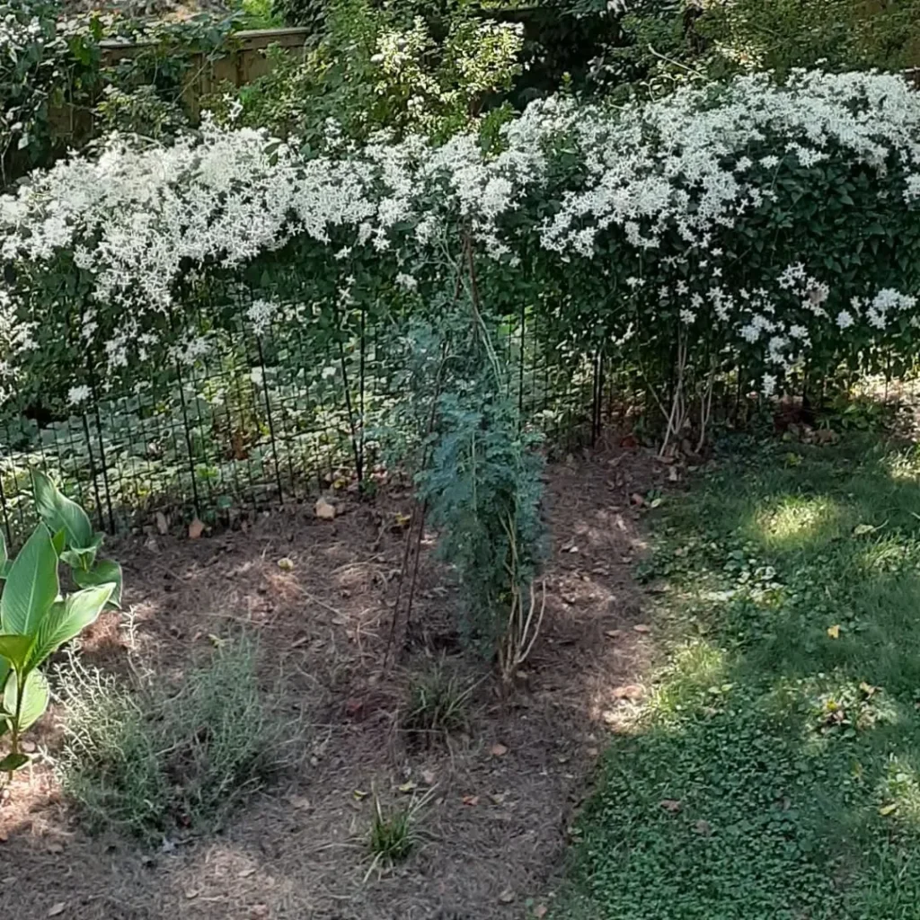 white flower garden