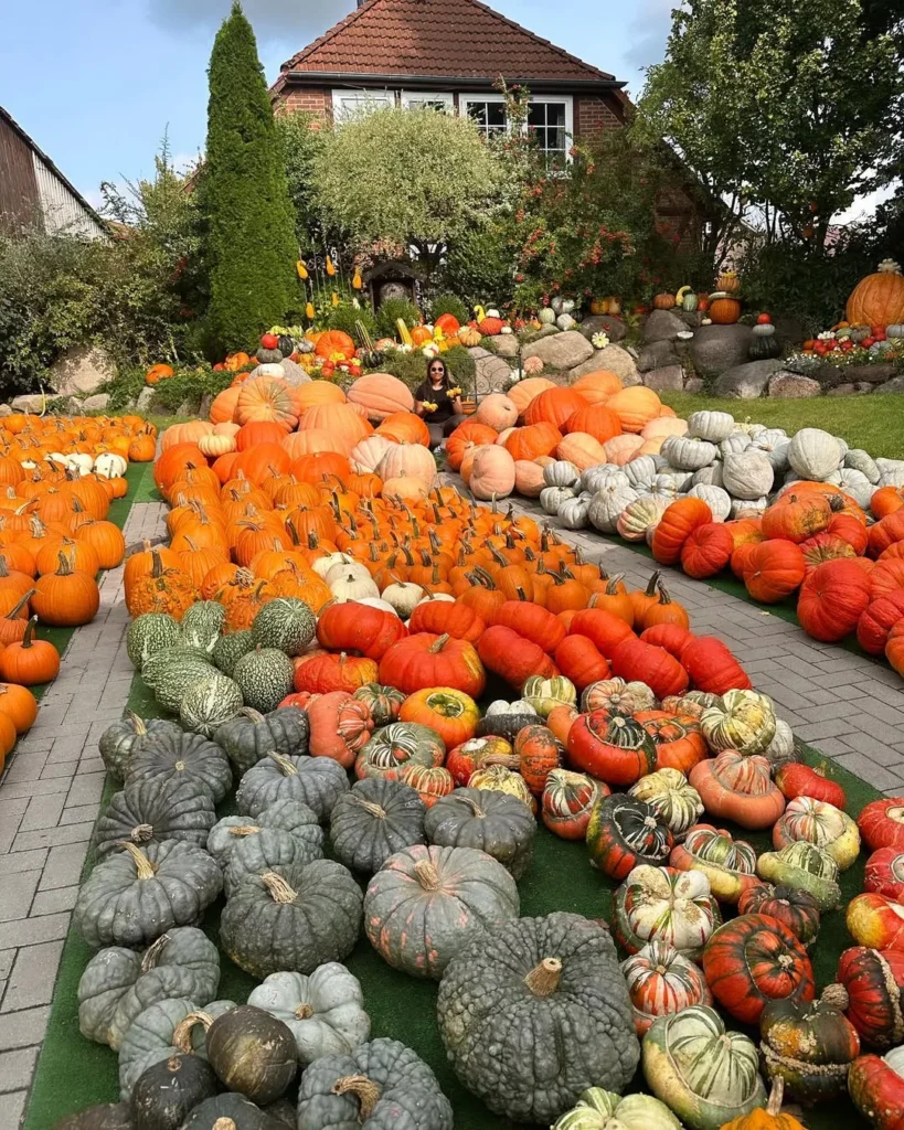 wholesome pumpkin harvest