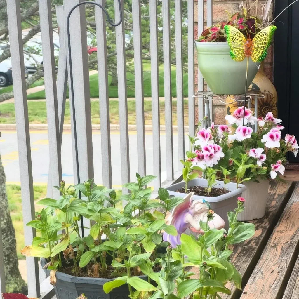 zinnias outdoor plant