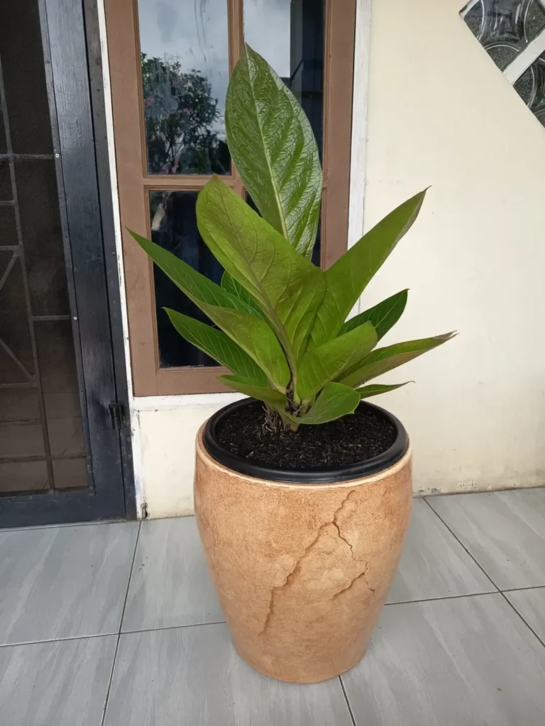 anthurium hookeri outdoor plant
