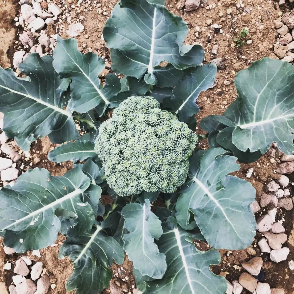 broccoli home garden