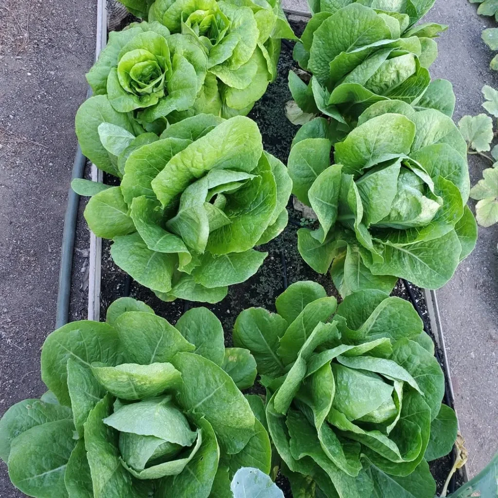cauliflower garden