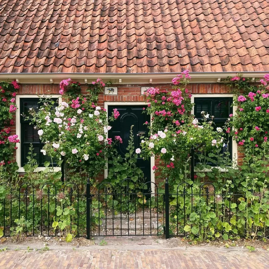 charming house adorned with roses