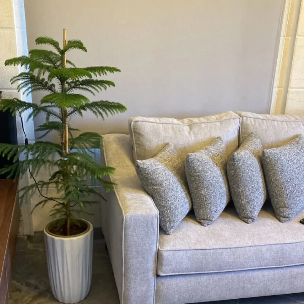 christmas tree plant