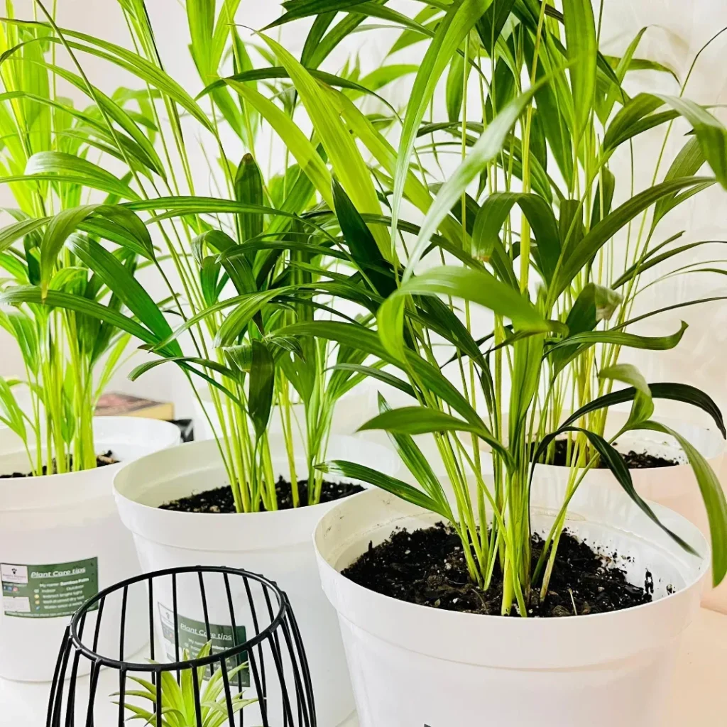 conocarpus outdoor plant