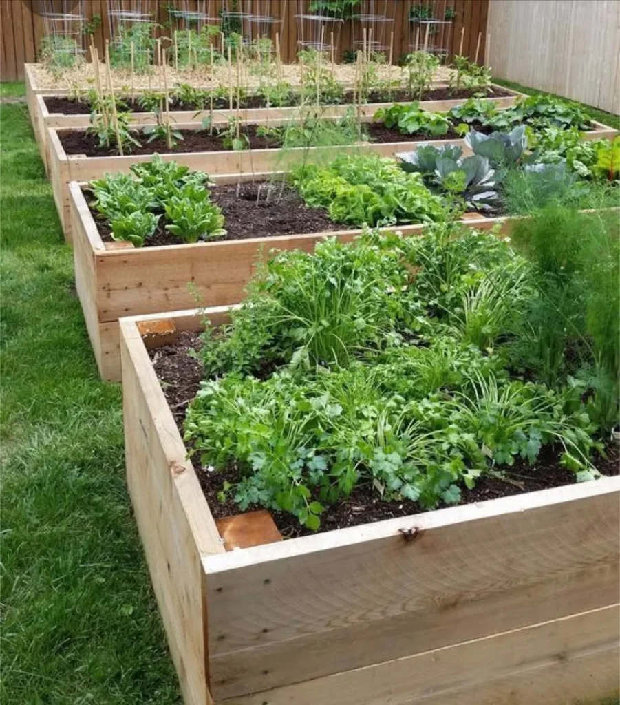 coriander home garden