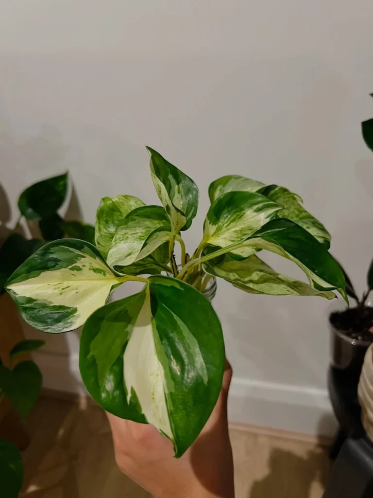 green and white plant