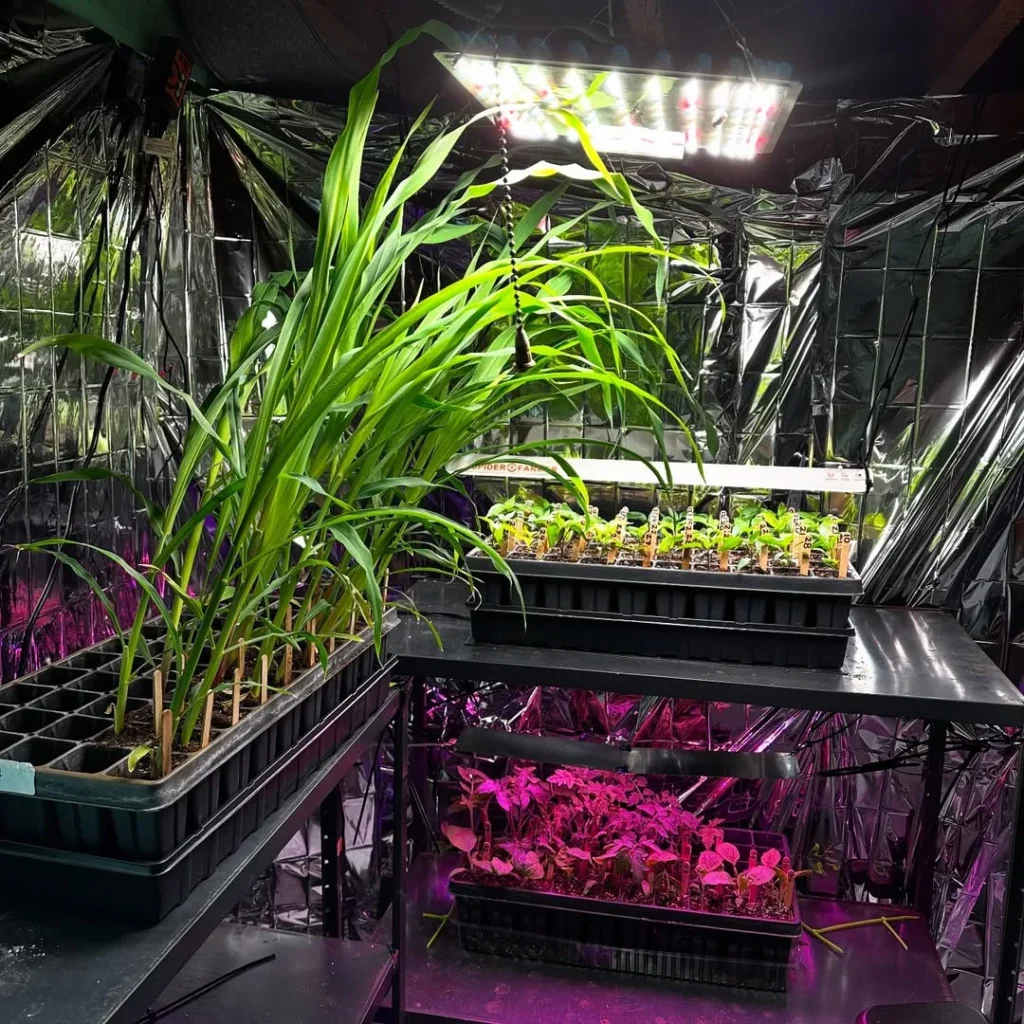 growing vegetables garden