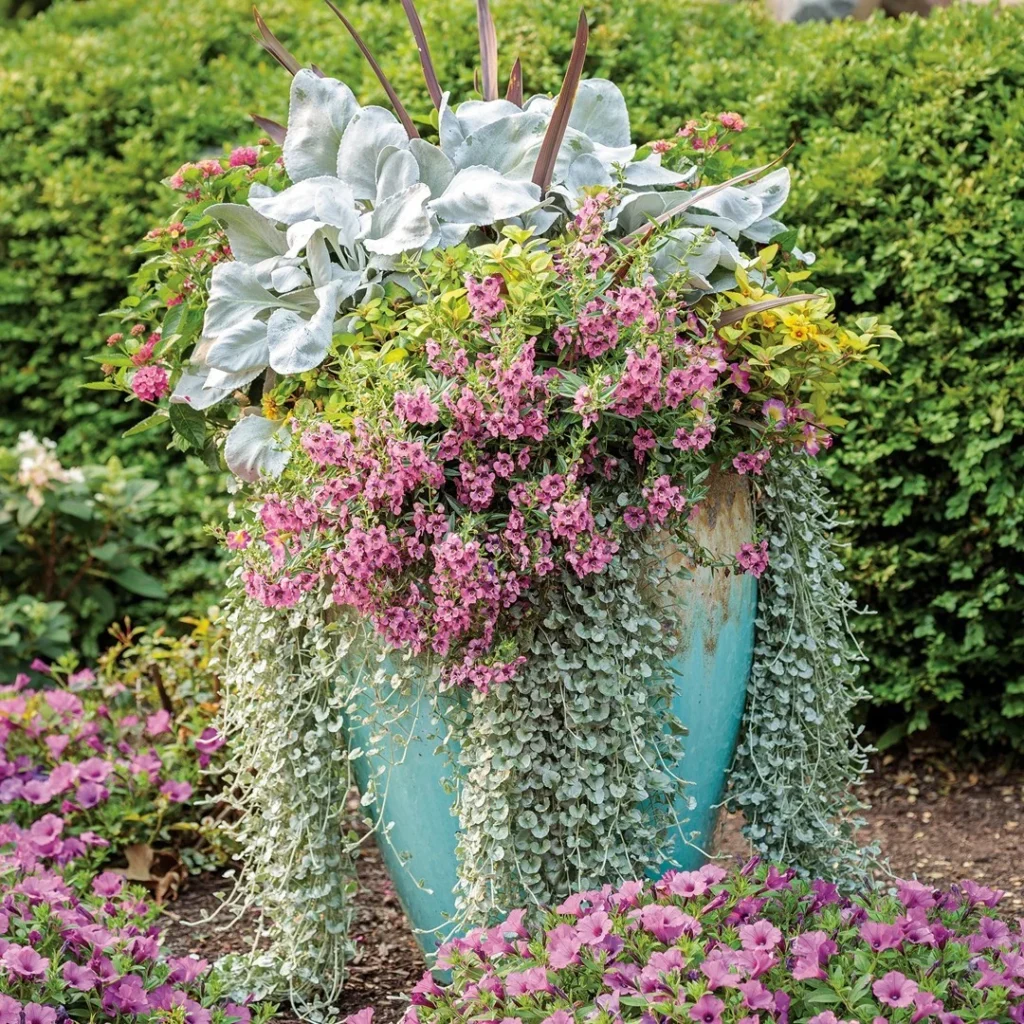 heat tolerant plants