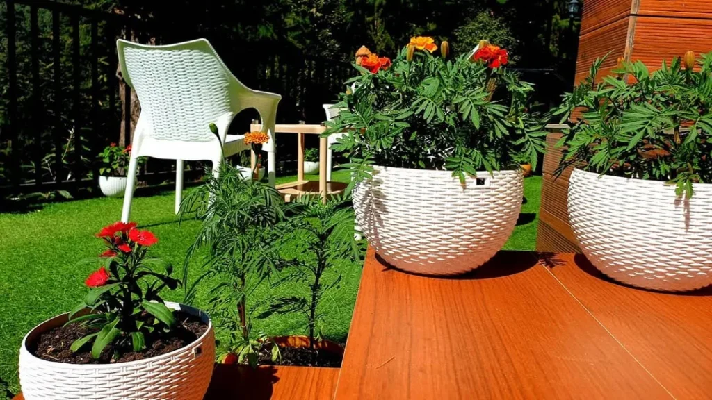 marigolds garden flower